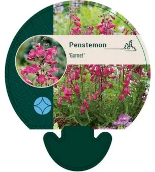 Rørblomst